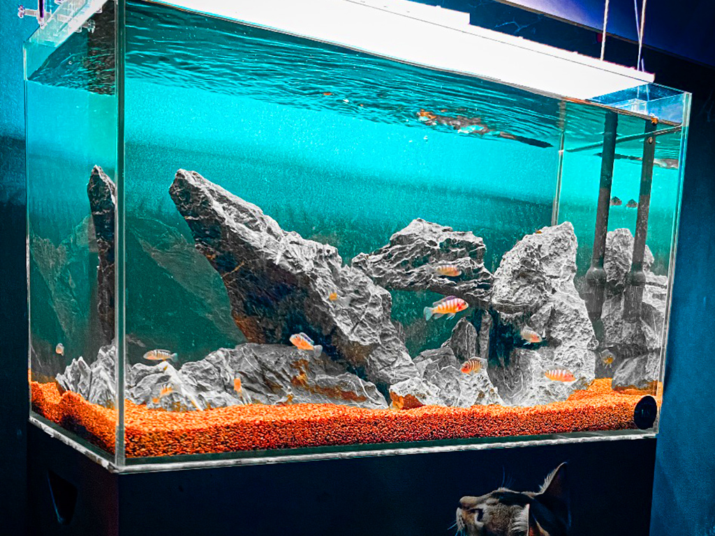 Aquarium Cleaning Service
